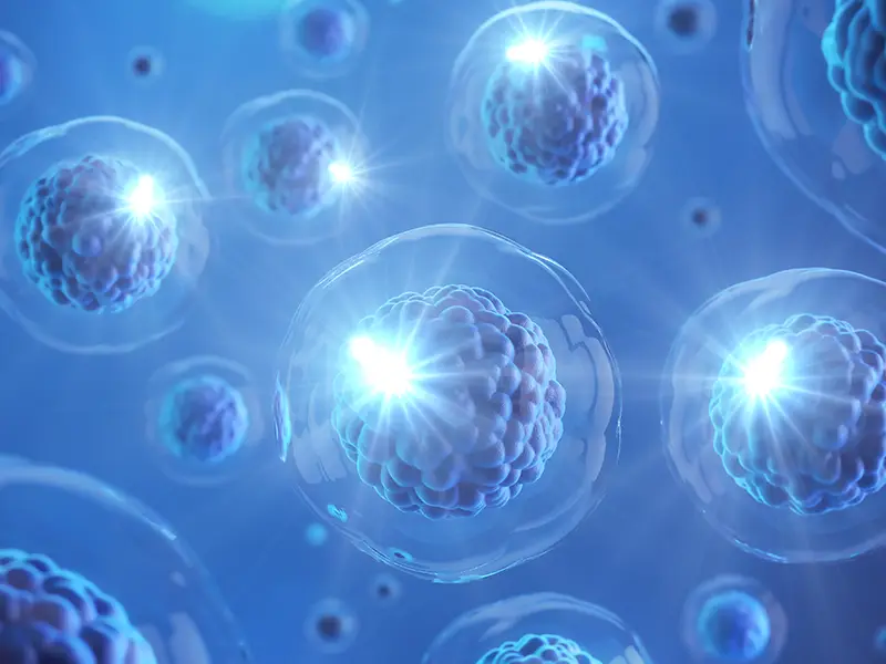 중간엽 줄기세포 - Stem Cell Therapy