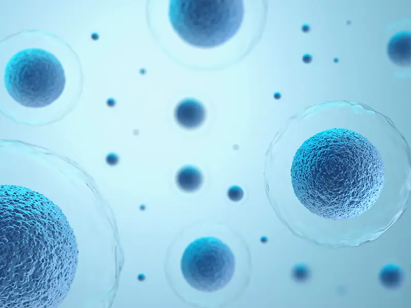 파라크린 신호 - Stem Cell Therapy